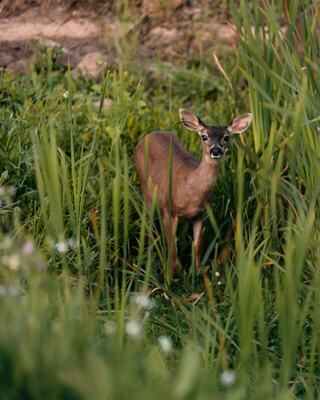 A Deer in a Meadow of Tall Grass in Napa Valley, California