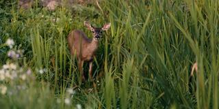 A Deer in a Meadow of Tall Grass in Napa Valley, California