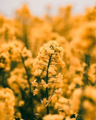 California Mustard flowers in Napa Valley