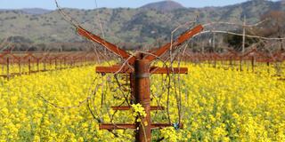 mustard field in Napa with mountains behind