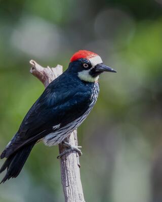 Bird Perched on a Branch Outside