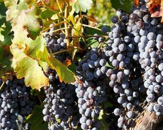 Wine grapes in Napa Valley