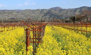Mustard season in Napa Valley among hills and vineyards