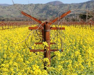 Mustard Season in Napa Valley