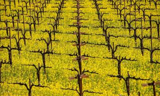 rows of vineyards amongst mustard flowers