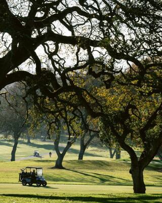 Trees on a golf course with golf carts in the distance