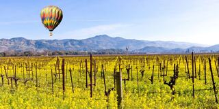 Hot air balloon over Napa Valley Vineyards during Mustard Season