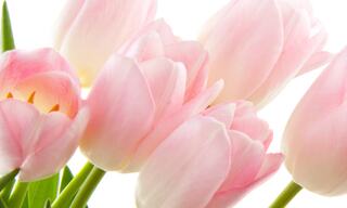 Close up photo of pink tulips