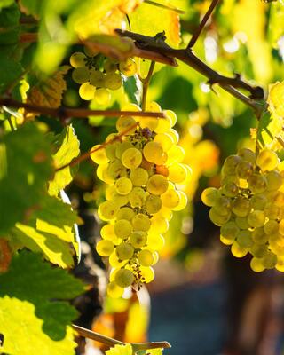 wine grapes on vine