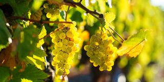 wine grapes on vine