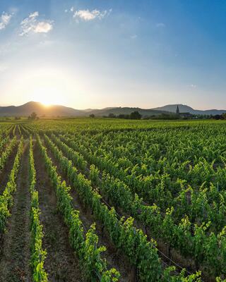 Vineyard landscape from France