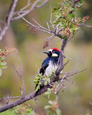 Bird Perched on a Branch Outside