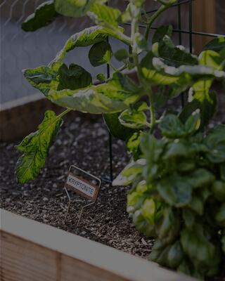 Plant Leaves Growing from Soil in Garden Box with a Sign for Kryptonite