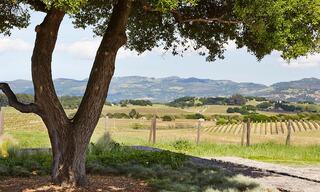 Napa Valley Landscape with Trees, a Vineyard, and Hills