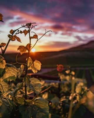 Grape Vines in the Foreground of a Napa Valley Sunset